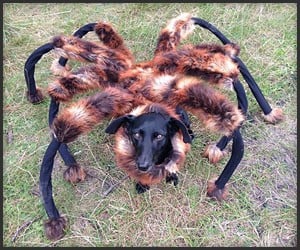 Spider Dog Prank