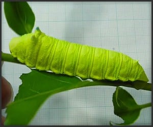 The Squeaky Caterpillar