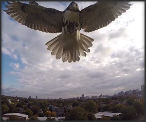 Hawk vs. Quadcopter