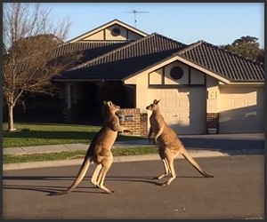 Kangaroo Street Fight