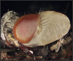 How Maggots Turn to Flies