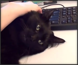 Working from Home (with Cats)