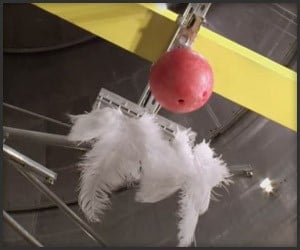 Feather vs. Bowling Ball Drop