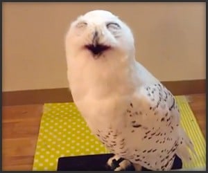 This Owl is a Hoot
