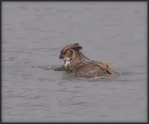 Owl Does the Breaststroke