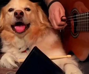 Dog Needs More Cowbell