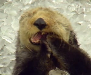 An Otter in Ice Cubes