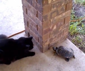 Cat & Turtle Play Tag