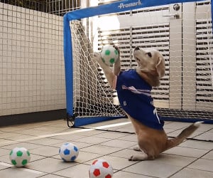 Dog Goalie
