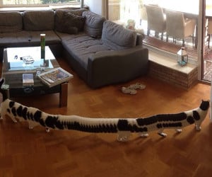 The Longest Cat