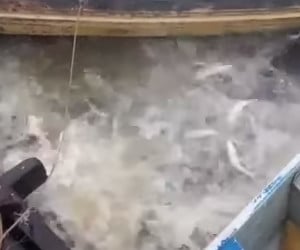 Piranha Feeding Frenzy