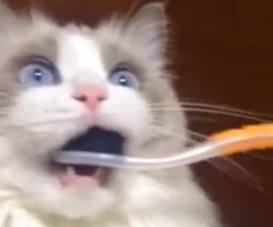 Toothbrush Blows Cat’s Mind