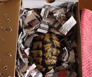 Tortoise Unboxing