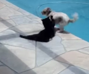 Cat, Dogs, Swimming Pool