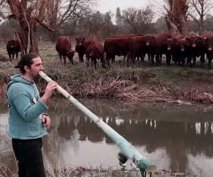 Didgeridoo Wows Cows