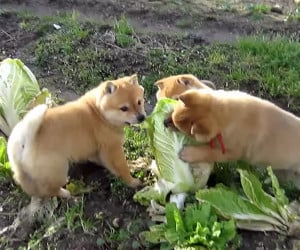 Doge vs Cabbage