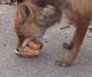 Fox Makes a Sandwich