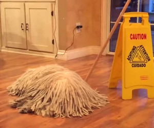 The Living Mop