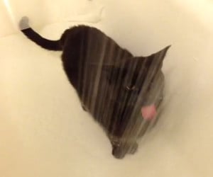 Cat in a Shower