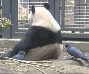 Panda Barber Crows