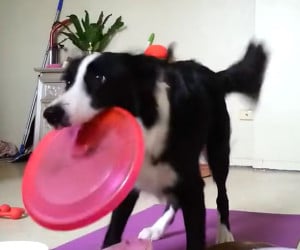 The Frisbee Addict