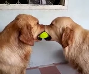 The Tennis Ball Standoff