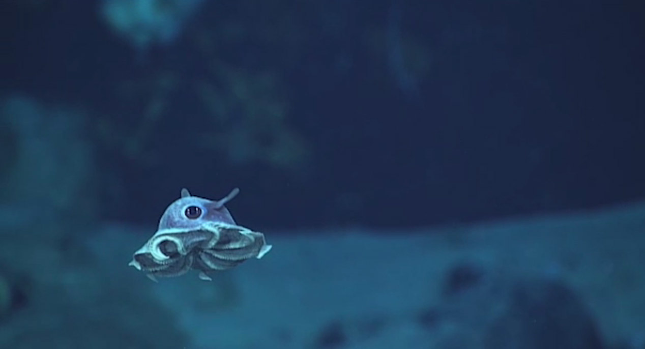 Unreal Undersea Creatures