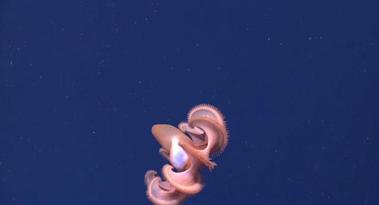 Unreal Undersea Creatures