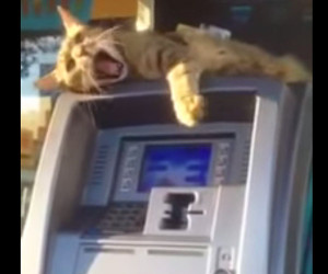 ATM Cat