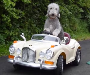 Dog Drives a Rolls-Royce
