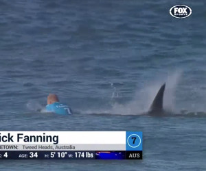Surfer Survives Shark Attack