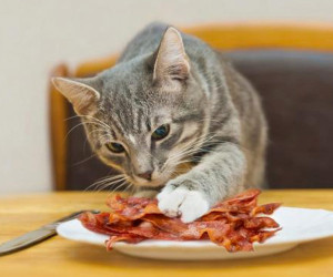 The Cat Ate Me Bacon