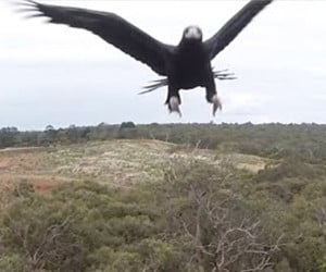 Eagle vs. Drone