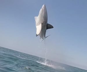 Flying Great White Shark 2