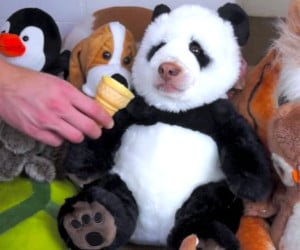 Stuffed Panda Eats Ice Cream