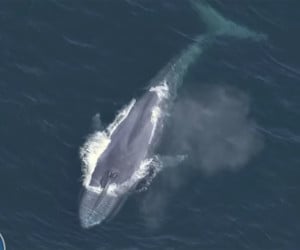 Blue Whale Drops by