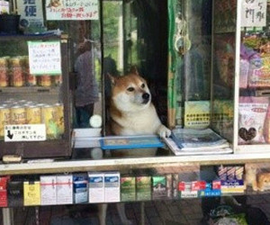 Shopkeeper Doge