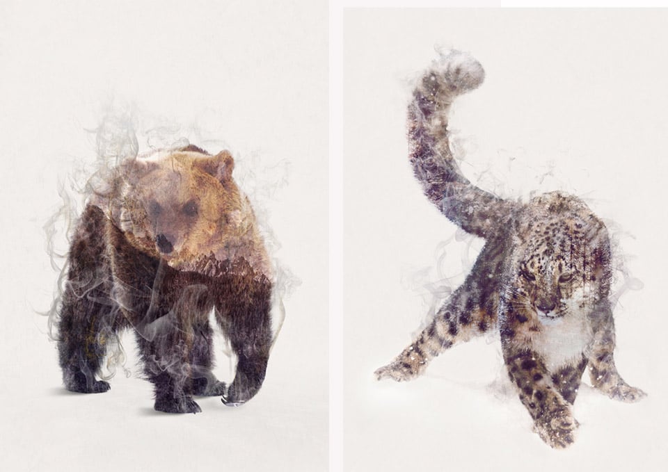 Dániel Taylor Animal Portraits