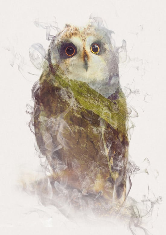 Dániel Taylor Animal Portraits