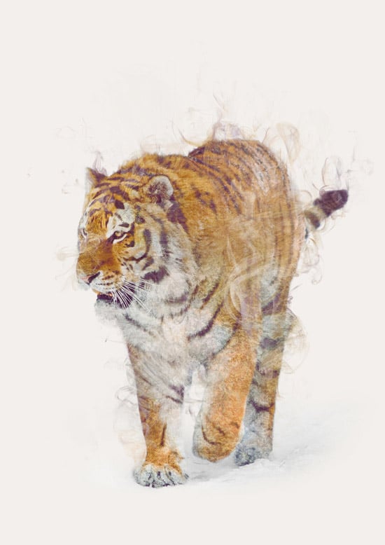 Dániel Taylor Animal Portraits