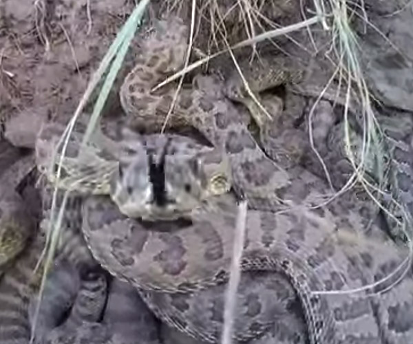 Drone vs. Rattlesnakes