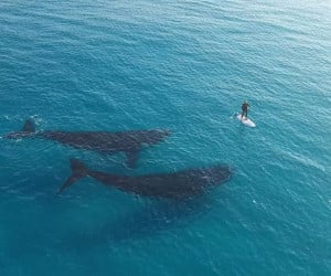 Paddle Boarding with Whales