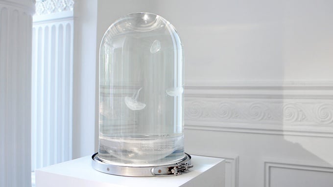 The Darwin Jellyfish Tank