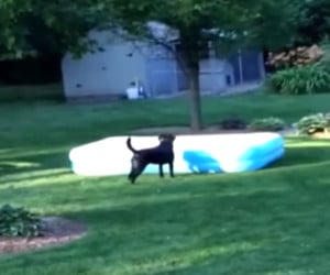 Dog Steals Swimming Pool