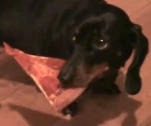 Pizza Wiener Dog