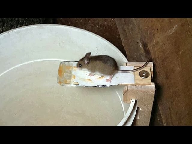 Building a Better Mouse Trap