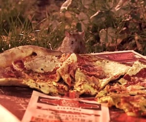Pizza Rat Taste Test