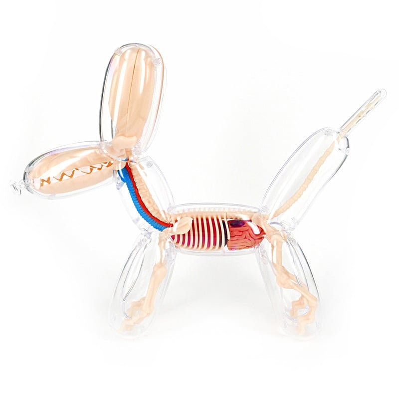 Ducky & Balloon Dog Anatomy Toys