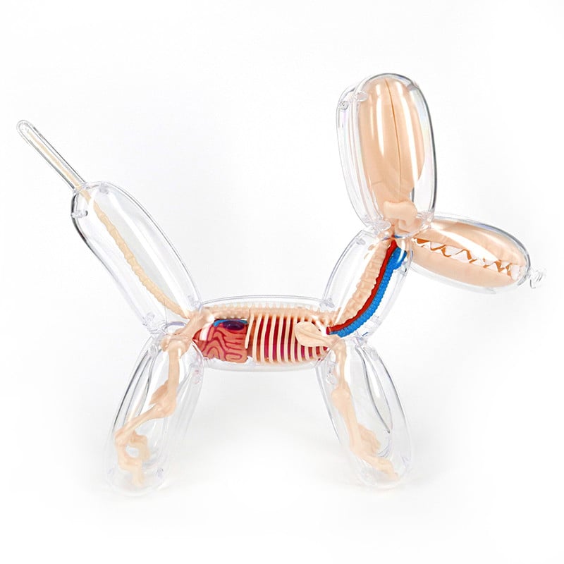 Ducky & Balloon Dog Anatomy Toys