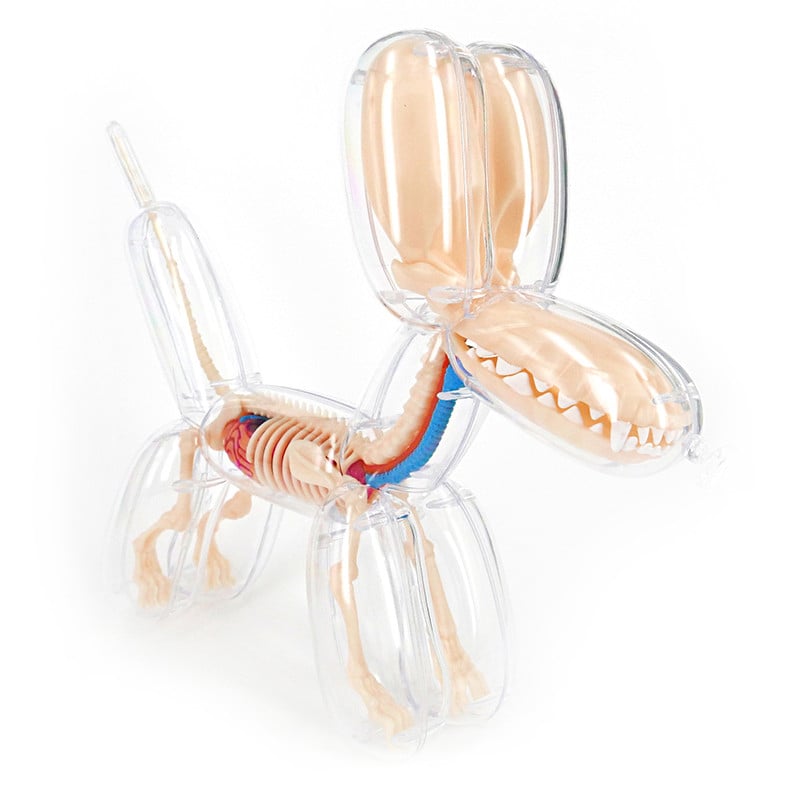 Ducky & Balloon Dog Anatomy Toys